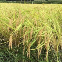 愛媛のお米はおいしいの？