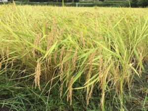 稲刈り直前の稲穂
