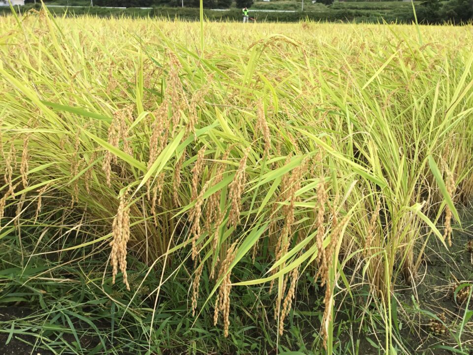 稲刈り直前の稲穂