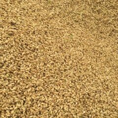 玄米と白米の違い