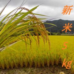 久万高原清流米基準　新米(コシヒカリ)5㎏　送料込み