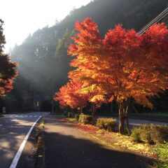 米農家はお米の売上だけで生活しているか
