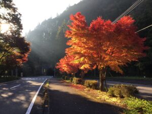 朝日に照らされたモミジの紅葉