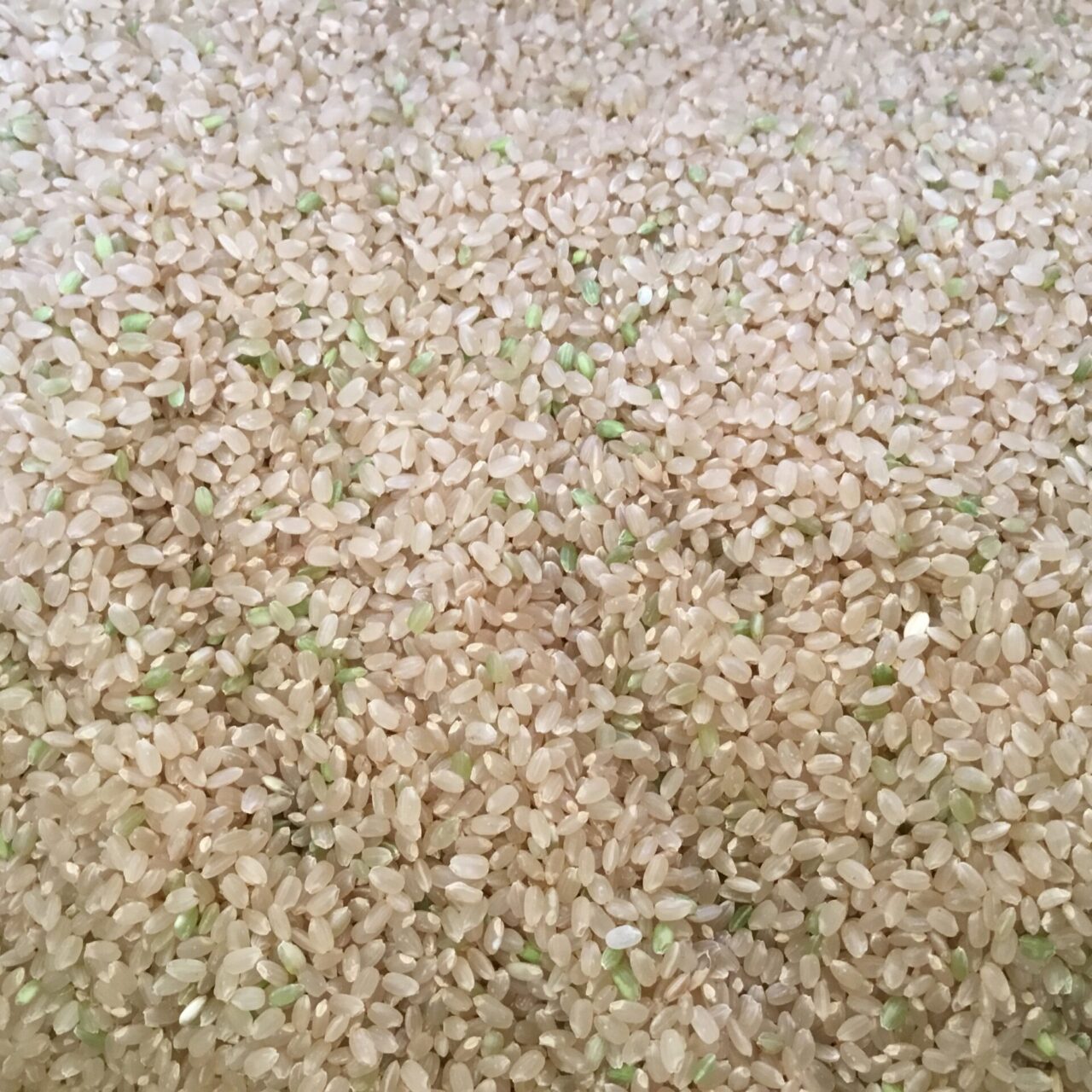 久万高原町のおいしいお米 - 2525ひととき