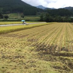 小さな米農家2525ひとときのお米の保存方法