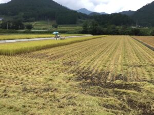 稲刈り中