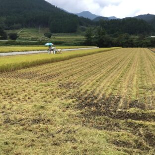 小さな米農家2525ひとときのお米の保存方法