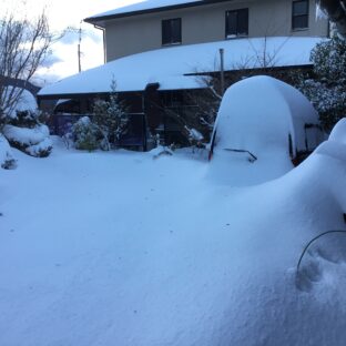 愛媛県で記録的大雪-お届けに時間がかかります