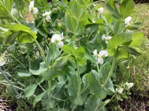 スナップエンドウの花