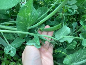 スナップエンドウの実