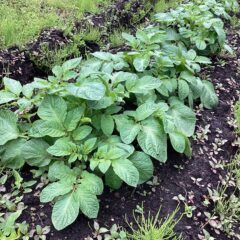 ジャガイモの芽