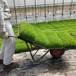 田植えの前日は苗出し