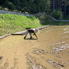 小さな米農家の田植え