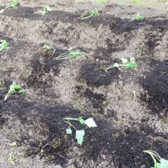 サツマイモを植えました