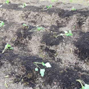 サツマイモを植えました