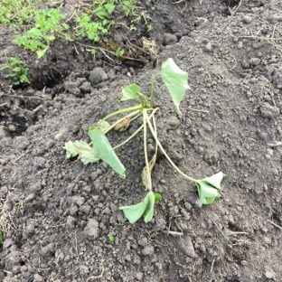 サツマイモを枯らさないために