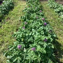 ジャガイモの花が咲いたら