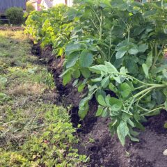 ジャガイモの土寄せ