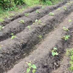 植えて10日後のサツマイモ