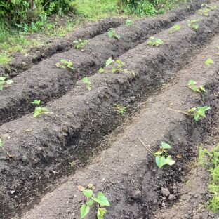 植えて10日後のサツマイモ