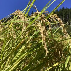 2023年(R5)の稲刈りをしました！2525ひととき